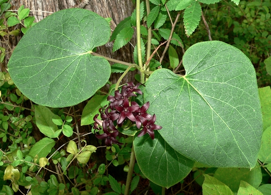 {Matelea carolinensis}